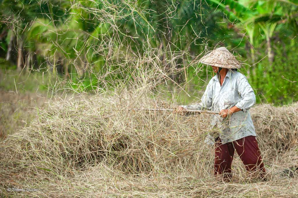 Les moissons dorées | Tân Phong